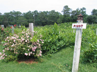 cape-cod-winery-wineries-in-ma