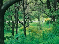 the-arnold-arboretum-of-harvard-university