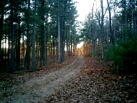 chester-blandford-state-forest-hiking-ma