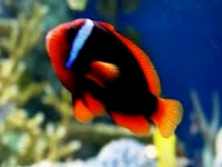 lovely pets aquariums in ma