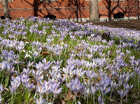 the botanic garden of smith college public art in ma