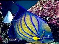 tropic isle aquarium aquariums in ma