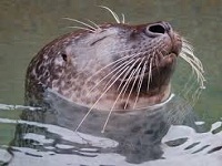 woods hole science aquarium aquariums in ma